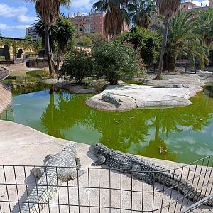 Nile crocodile exhibit - Crocodile park Torremolinos