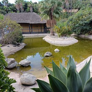Invasive turtle exhibit - Crocodile park Torremolinos