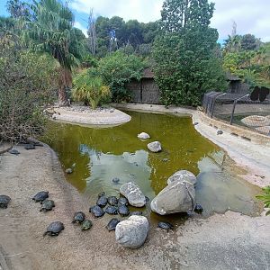 Invasive turtle exhibit - Crocodile park Torremolinos