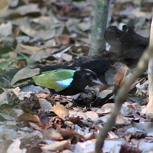 Rainbow Pitta (Pitta iris)