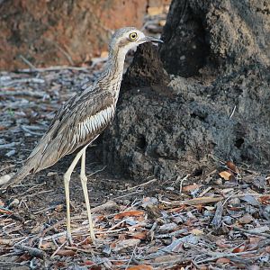 Bush Stone-Curlew (Burhinus grallarius)