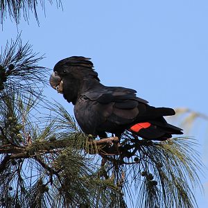 male Red-tailed Black Cockatoo (Calyptorhynchus banksii)