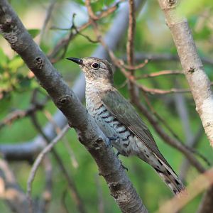 female Little Bronze Cuckoo (Chalcites minutillus)