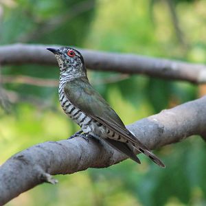 male Little Bronze Cuckoo (Chalcites minutillus)