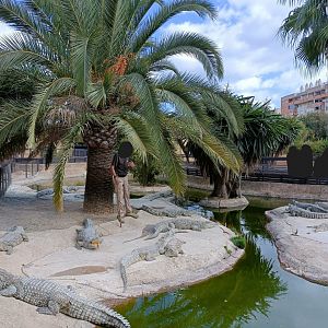 Crocodile talk - Crocodile park Torremolinos