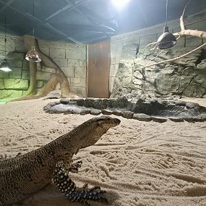 Lace monitor exhibit - Crocodile park Torremolinos
