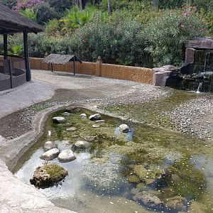 Crested porcupine and sulcata tortoise exhibit - Crocodile park Torremolinos