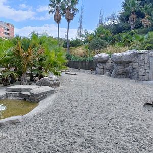 Patagonian mara exhibit - Crocodile park Torremolinos