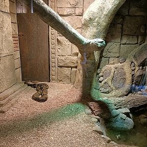 Reticulated python exhibit - Crocodile park Torremolinos