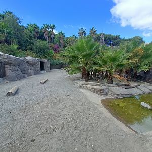 Patagonian mara exhibit - Crocodile park Torremolinos