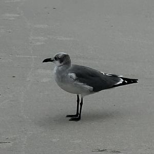 Laughing Gull (Leucophaeus atricilla)