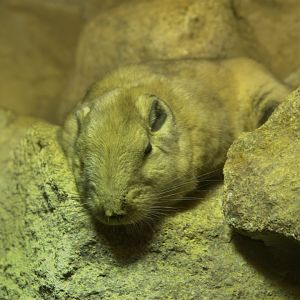 Gundi (Ctenodactylus gundi), 12-09-25