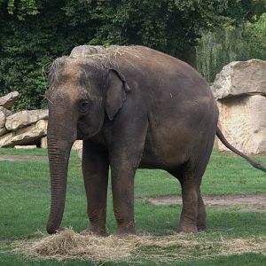 Asian Elephant (Elephas maximus), 12-09-25