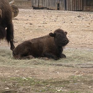 American Bison (Bison bison bison), 12-09-25