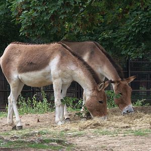 Eastern Kiang (Equus kiang holdereri), 12-09-25