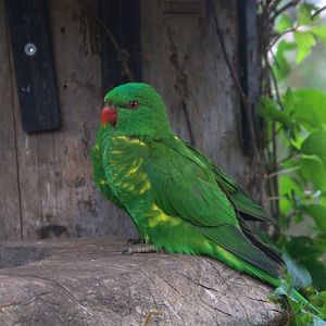 Scaly-breasted Lorikeet (Trichoglossus chlorolepidotus), 12-09-25