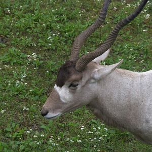 Addax (Addax nasomaculatus), 12-09-25