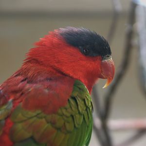 Purple-naped Lory (Lorius domicella), 12-09-25