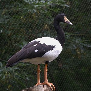 Magpie Goose (Anseranas semipalmata), 12-09-25