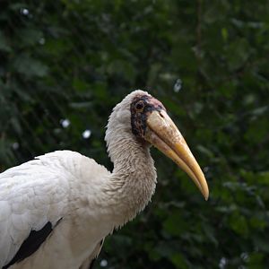 Milky Stork (Mycteria cinerea), 12-09-25