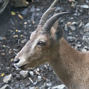 Kuban Tur (Capra caucasica), 12-09-25