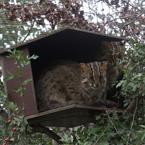 Amur Leopard Cat (Prionailurus bengalensis euptilura), 12-09-25