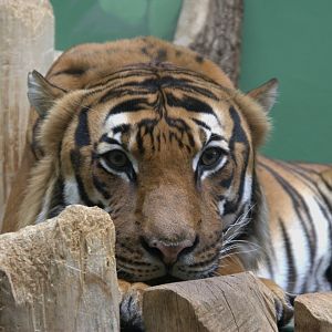 Malayan Tiger (Panthera tigris jacksoni), 12-09-25