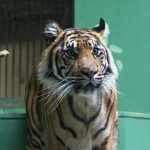 Sumatran Tiger (Panthera tigris sumatrae), 12-09-25