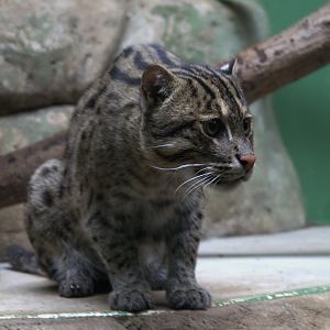 Fishing Cat (Prionailurus viverrinus), 12-09-25