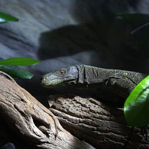 Crocodile Monitor (Varanus salvadorii), 12-09-25