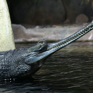 Gharial (Gavialis gangeticus), 12-09-25