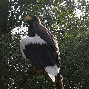 Steller's Sea Eagle (Haliaeetus pelagicus), 12-09-25