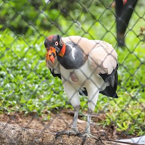 Sriayuthaya Lion Park - King Vulture
