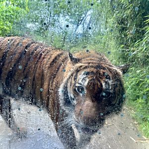 Cincinnati Zoo - Cat Canyon - Malayan Tiger