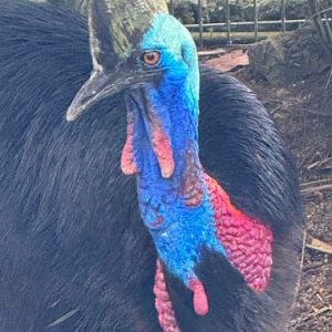 Southern Cassowary (Casuarius casuarius)