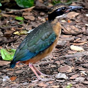 Mangrove Pitta (Pitta megarhyncha)