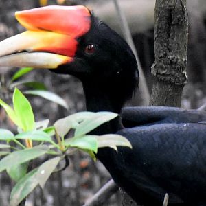 Rhinoceros Hornbill (Buceros rhinoceros)