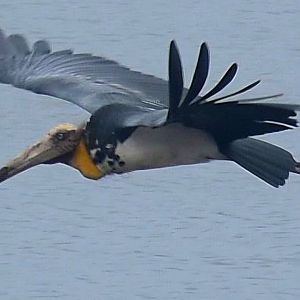Lesser Adjutant (Leptoptilos javanicus)