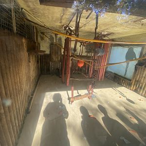 Indoor black-caps capuchin enclosure