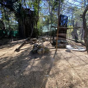 Eurasian griffon vulture aviary