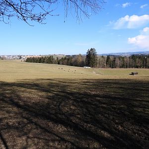 Tierpark Altenfelden - Dybowski deer & domestic sheep exhibit