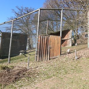 Tierpark Altenfelden - Griffon vulture aviary
