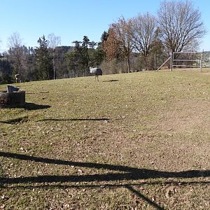 Tierpark Altenfelden - Exhibit for Greater rhea