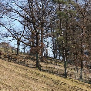 Tierpark Altenfelden - Cougar exhibit
