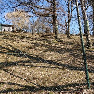 Tierpark Altenfelden - Cougar exhibit