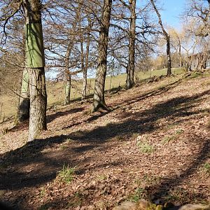 Tierpark Altenfelden - Cougar exhibit