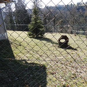Tierpark Altenfelden - Serval exhibit