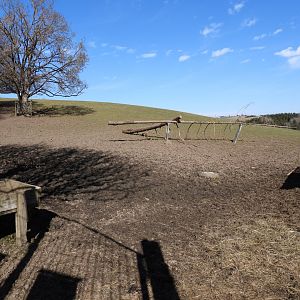 Tierpark Altenfelden - Red deer exhibit