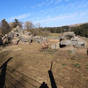 Tierpark Altenfelden - Exhibit for Alpine ibex