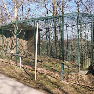 Tierpark Altenfelden - Beech marten